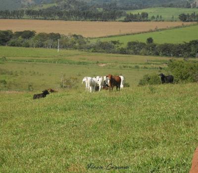 SÍTIO BAIRRO DA SERRA