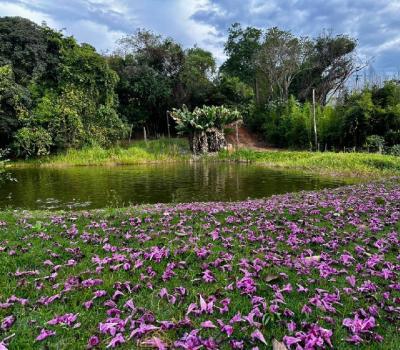 SITIO EM SERRA NEGRA-SP