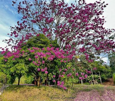 SITIO EM SERRA NEGRA-SP