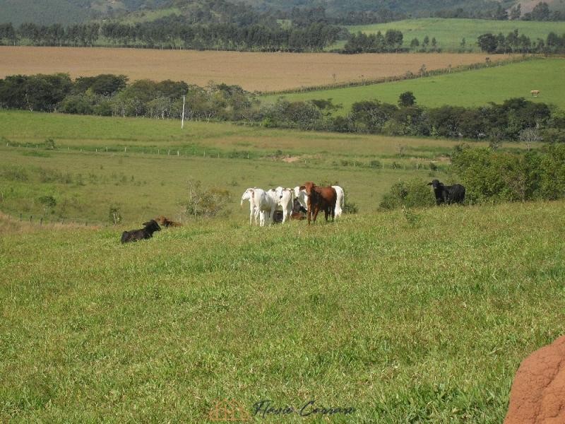 SÍTIO BAIRRO DA SERRA