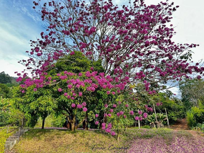 SITIO EM SERRA NEGRA-SP